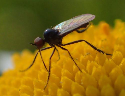 Empis sp.
